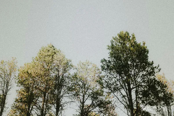 高清摄影 林间静谧