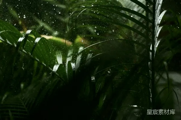 高清摄影 雨中热带植物