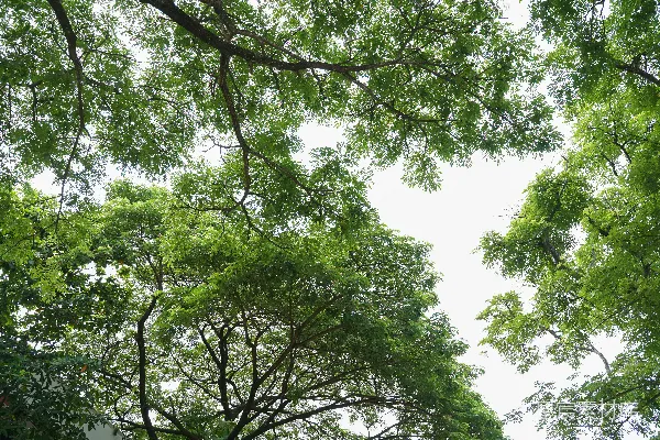 高清摄影 树梢下的天空