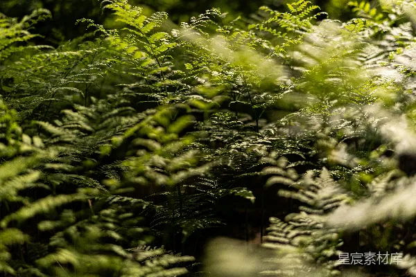 高清摄影 幽暗森林中的蕨类植物