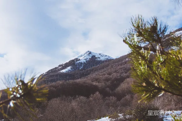 高清摄影 冬日山景中的松枝与雪山