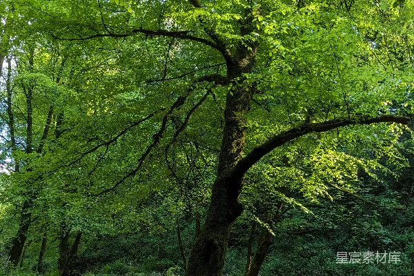 高清摄影 阳光洒落的绿意盎然森林