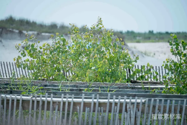 高清摄影 海边的植物与围栏