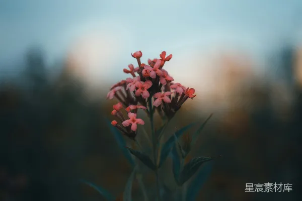 高清摄影 晨光中的野花