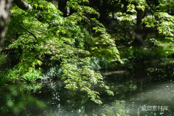 高清摄影 绿意盎然的湖畔景色