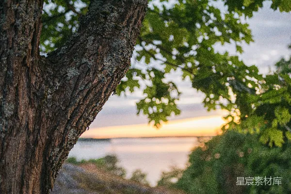 高清摄影 夕阳下的树与海景