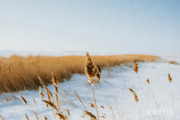 高清摄影 雪地中的枯草