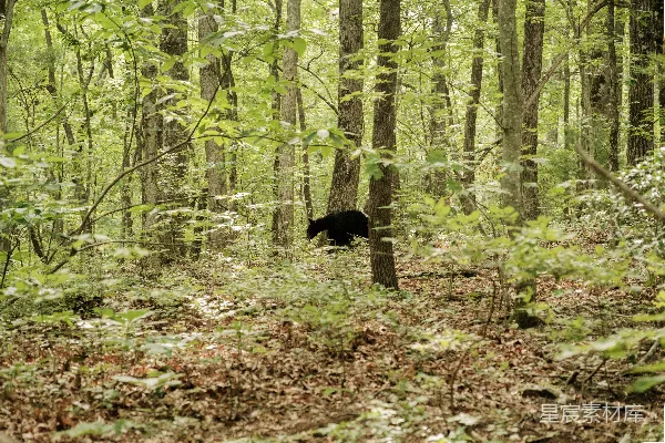高清摄影 森林中的黑熊
