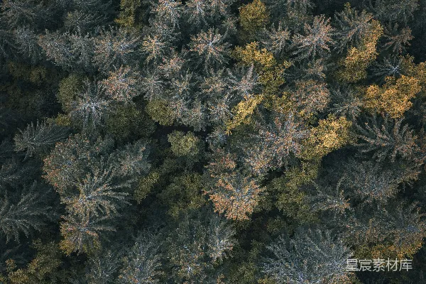 高清摄影 森林俯瞰：秋色与针叶的交响