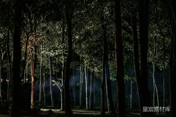高清摄影 林间夜景
