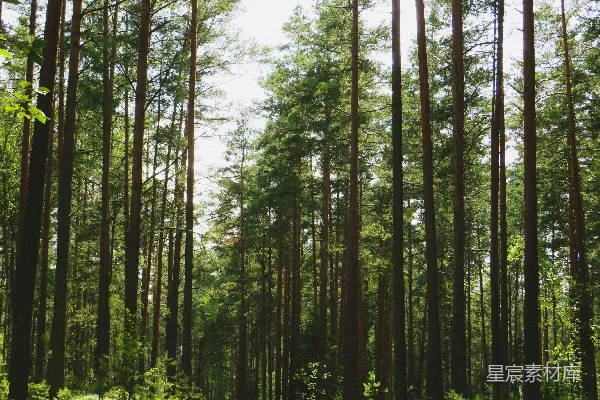 高清摄影 森林中的小径