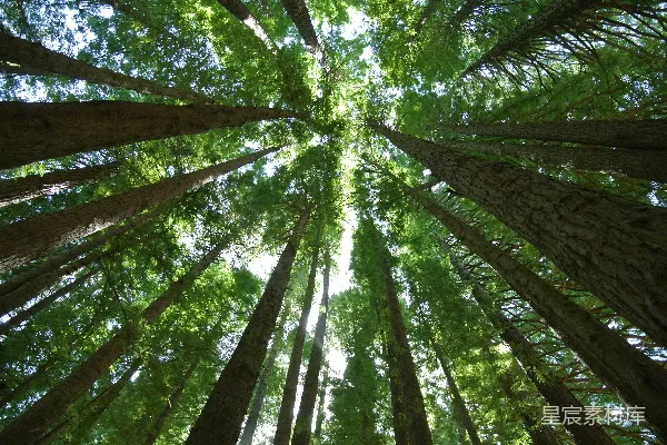 高清摄影 仰视森林的树梢
