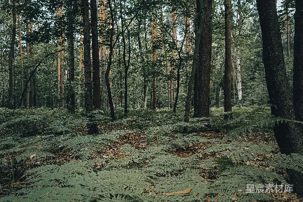 高清摄影 幽静的森林