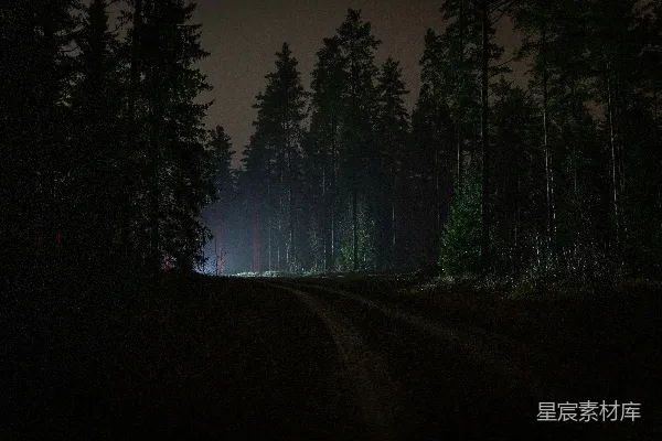 高清摄影 夜幕下的林间小道