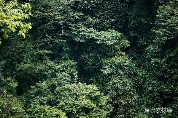 高清摄影 茂密森林
