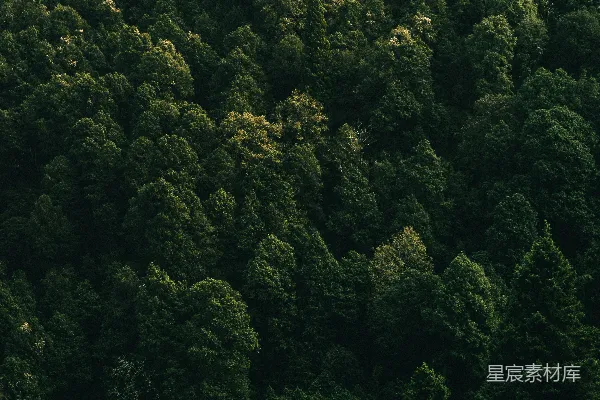 高清摄影 森林的鸟瞰