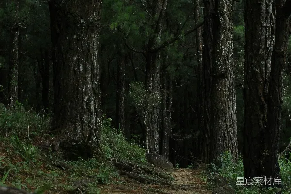 高清摄影 幽静的森林小径