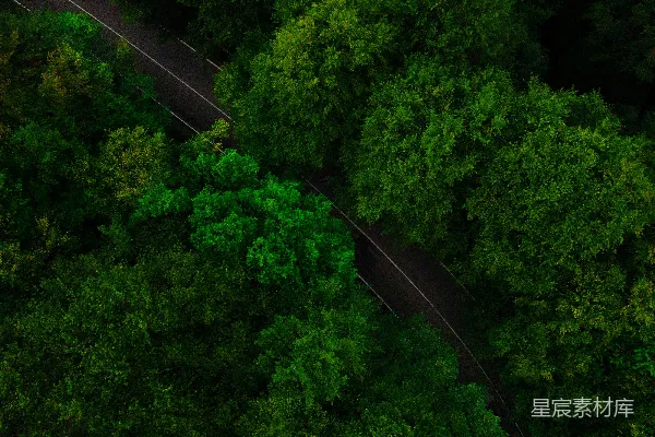 高清摄影 森林中的道路