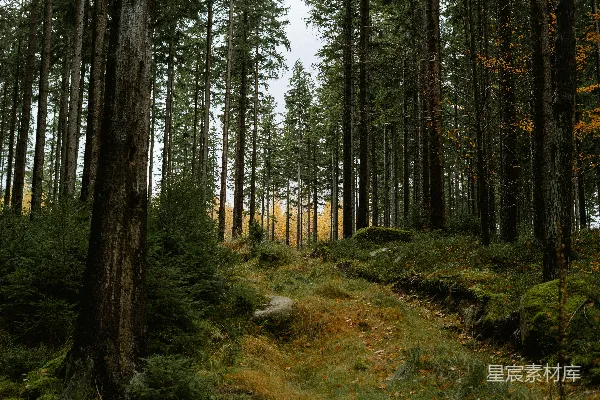 高清摄影 森林中的小径