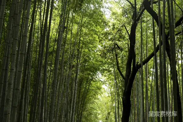 高清摄影 竹林深处的阳光