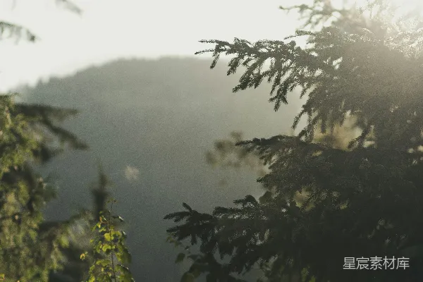 高清摄影 晨光中的森林