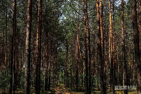 高清摄影 森林中的阳光小径