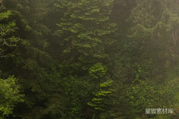 高清摄影 雾中森林