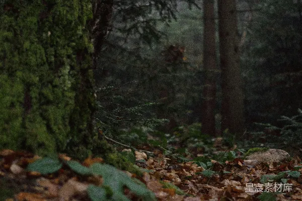高清摄影 森林中的苔藓与落叶
