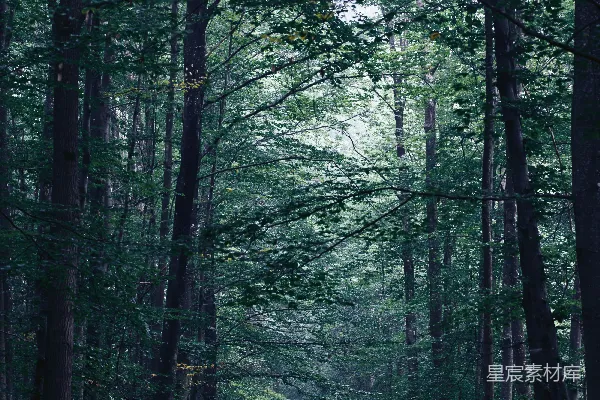 高清摄影 幽静森林小径