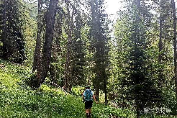高清摄影 森林中的徒步旅行