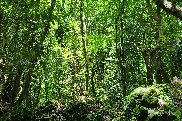 高清摄影 森林小径