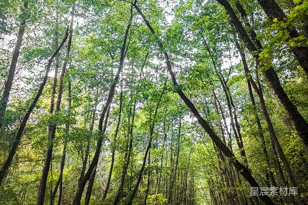 高清摄影 林间小路