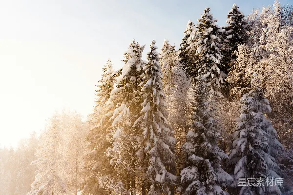 高清摄影 冬日雪景中的松树林