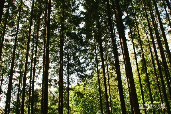 高清摄影 林间小道