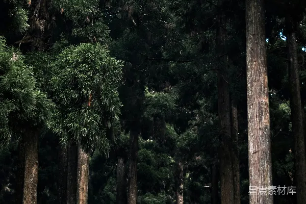 高清摄影 深邃森林的宁静时光