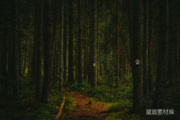 高清摄影 幽暗森林中的小径