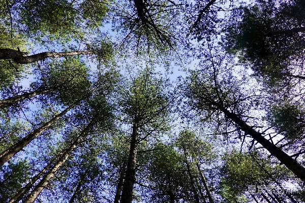 高清摄影 仰视森林的蓝天