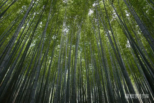 高清摄影 竹林的静谧世界