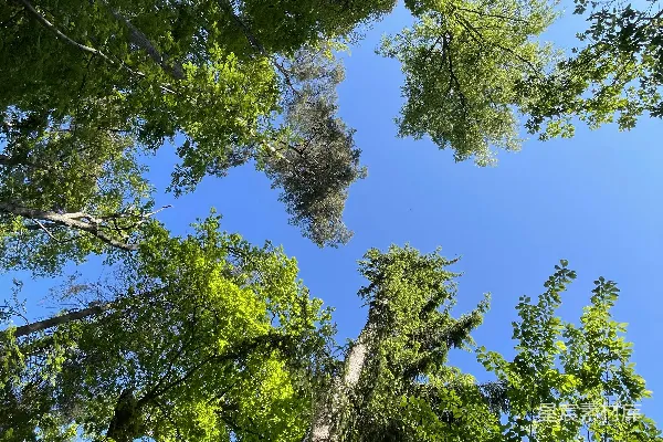 高清摄影 仰望森林的天空