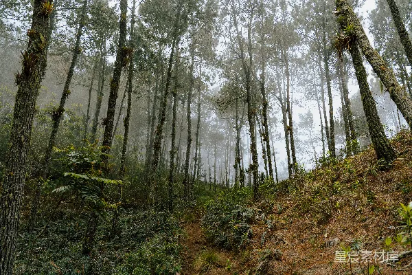 高清摄影 雾中森林小径