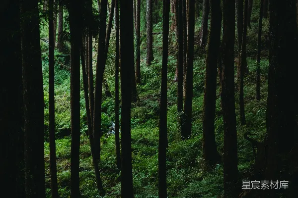 高清摄影 幽暗森林的静谧夜晚