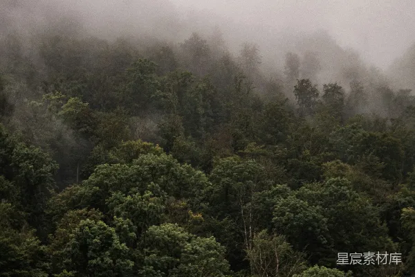 高清摄影 雾中的森林