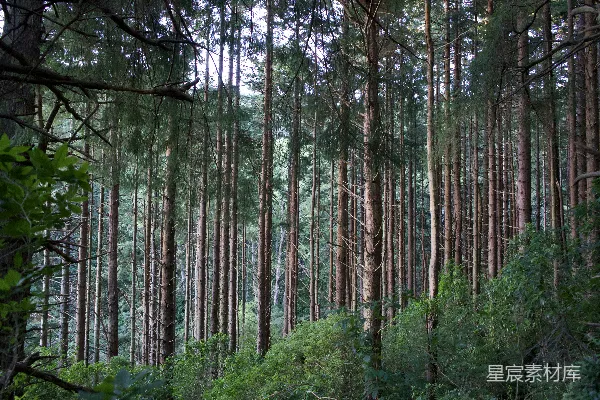 高清摄影 幽深的森林