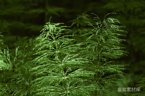 高清摄影 幽深森林中的绿植