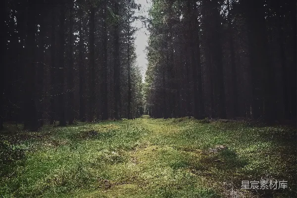 高清摄影 幽暗森林中的光明之路
