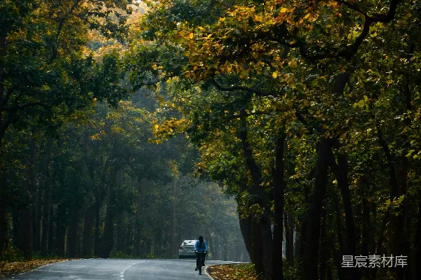 高清摄影 秋日林间小道