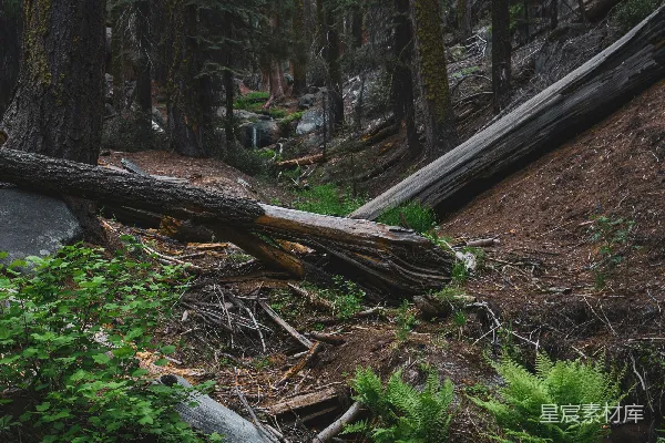 高清摄影 森林中的落叶与绿植