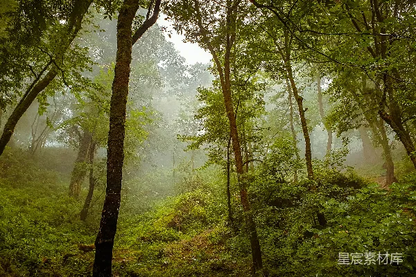 高清摄影 雾中的森林