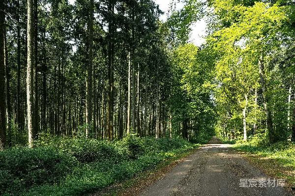 高清摄影 林间小道的静谧