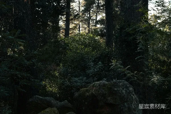 高清摄影 晨光中的森林